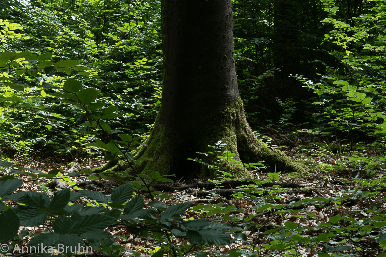 Baum im Wald